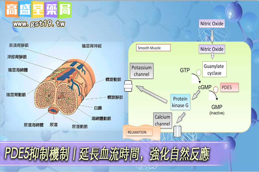 PDE5抑制機制｜延長血流時間，強化自然反應.jpg