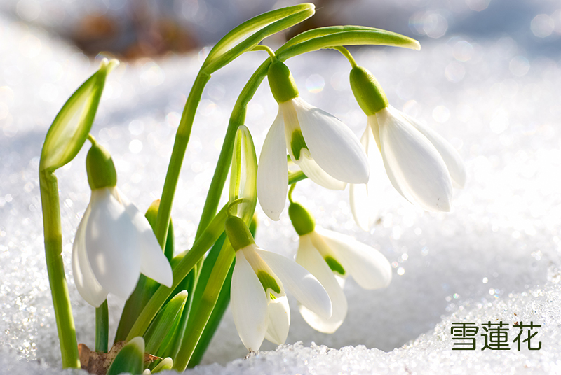 1755055822283565.jpg 雪蓮花.jpg