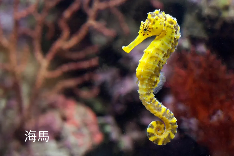 1755227856193836.jpg 海馬.jpg