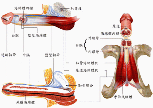 阴茎图.jpg